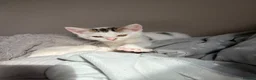 Mixed Breed cats for sale: Gaston - Advert 1