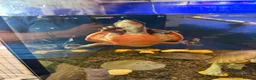 Turtle reptiles for sale: Pink Bellied Turtle  - Advert 2