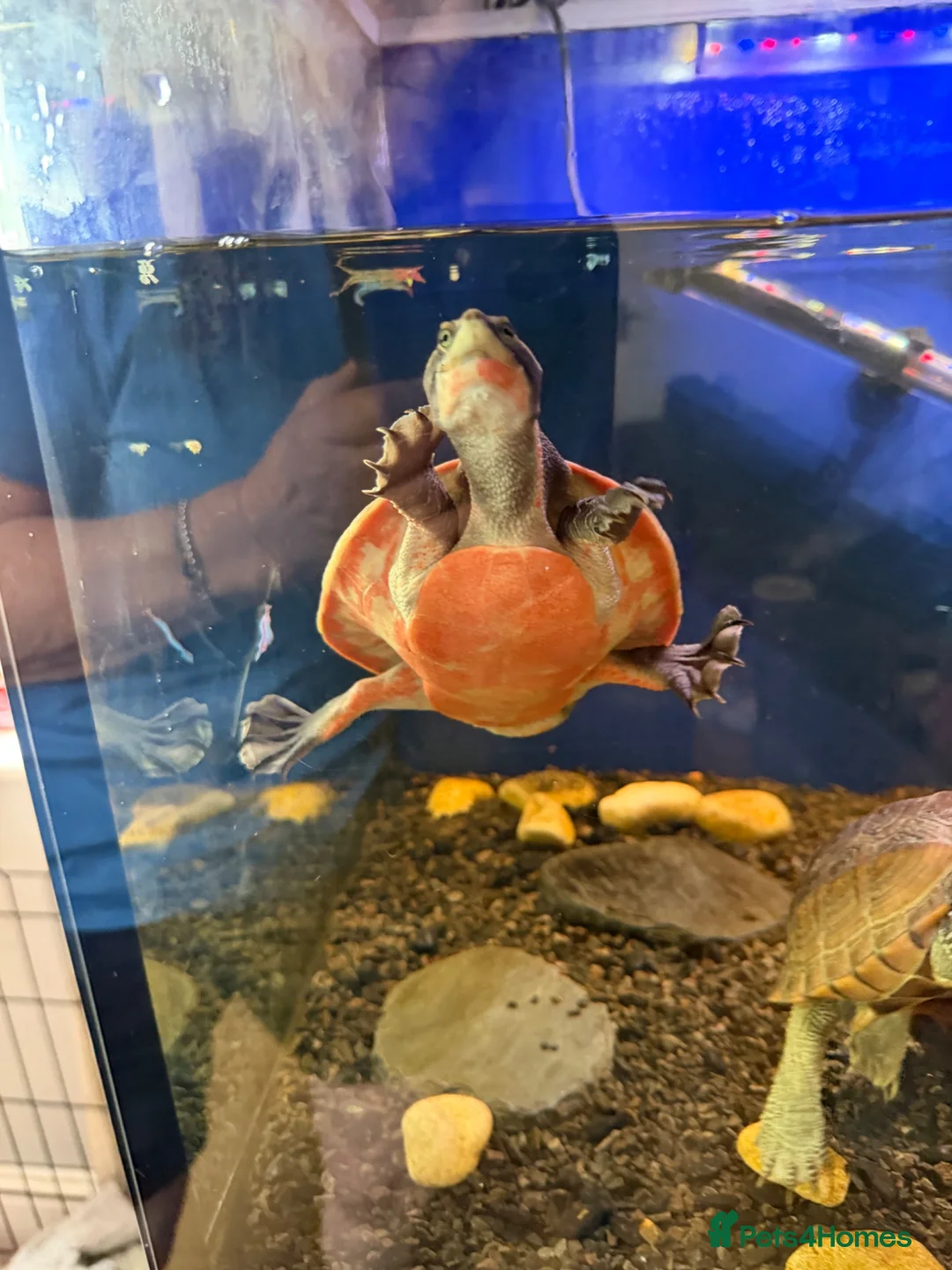 Turtle reptiles for sale: Pink Bellied Turtle  - Advert 2