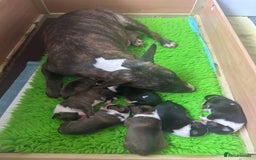 English Bull Terrier dogs for sale: !!! ENGLISH BULL TERRIER !!! - Image 3