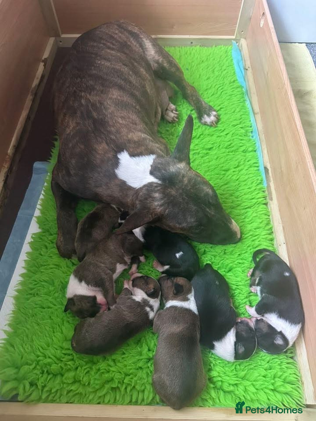 English Bull Terrier dogs for sale: !!! ENGLISH BULL TERRIER !!! - Image 3