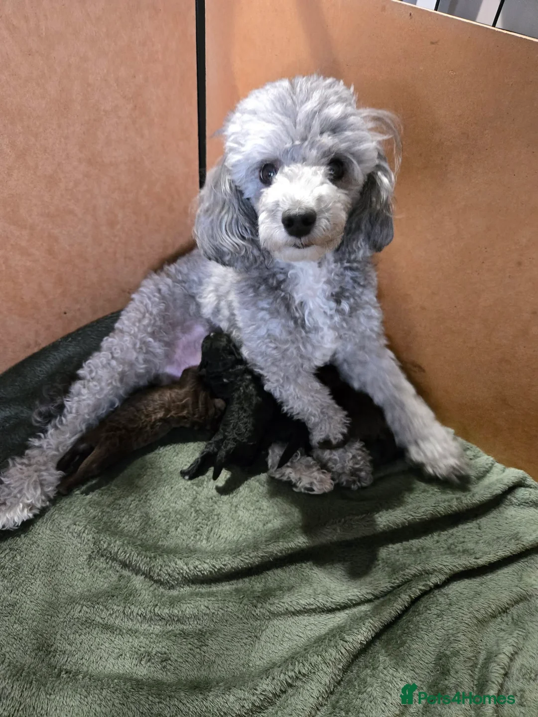 Toy Poodle dogs for sale: 4 Beautiful Toy Poodle pups - Advert 1