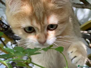 British Shorthair cats Golden, Golden Colourpoint & Silver Tipped - Advert 5