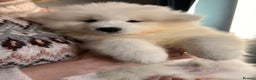 Samoyed dogs for sale: Samoyed Puppies — Ready for Their New Homes Now! - Advert 7