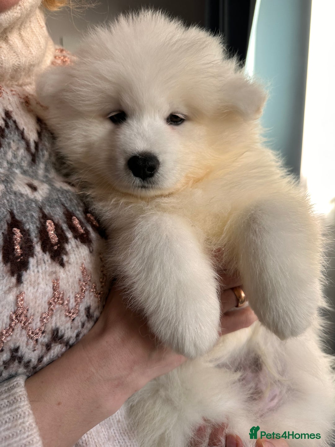 Samoyed dogs for sale: Samoyed Puppies — Ready for Their New Homes Now! - Advert 7