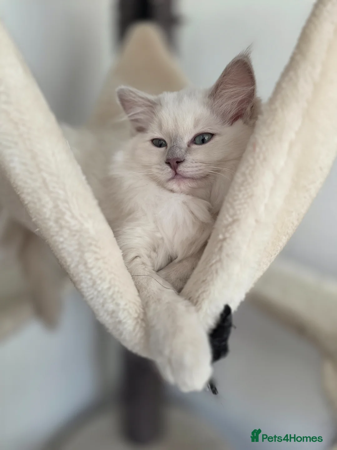 Ragdoll cats for sale: Introducing my litter of Cherubim Ragdolls in Newport-on-Tay - Advert 2