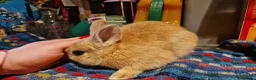 Netherland Dwarf rabbits for sale: Netherland dwarf girl  - Advert 11