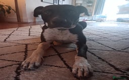 Mixed Breed dogs for sale: Adventurous Loving Female Bull Lurcher - Advert 1