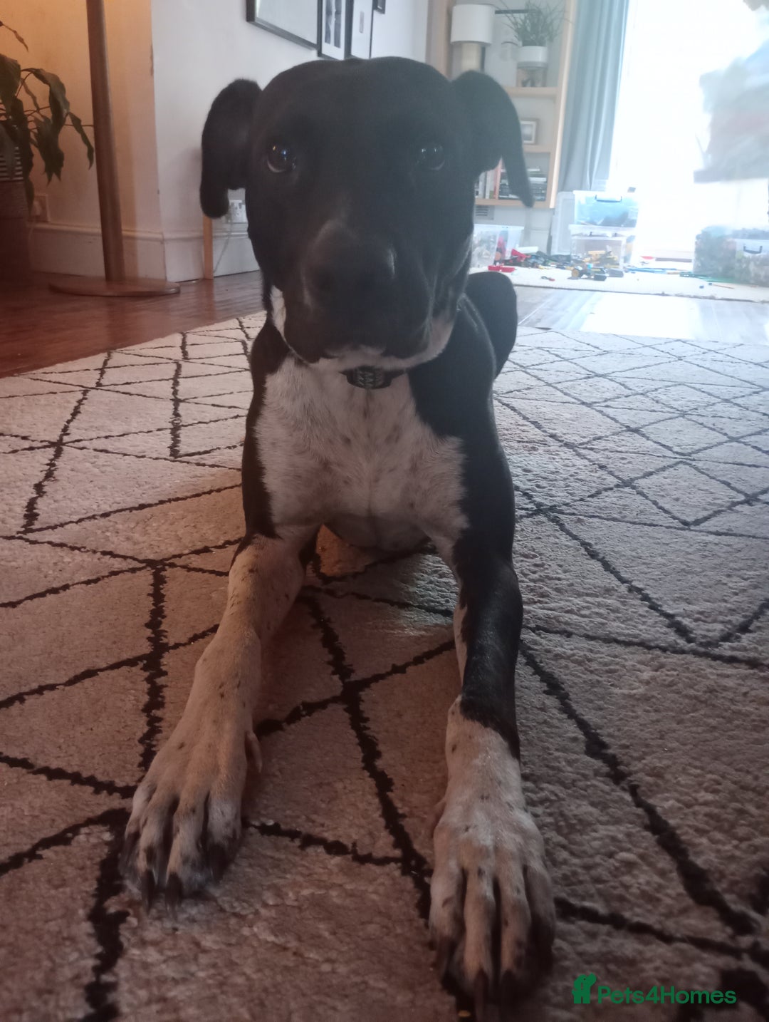 Mixed Breed dogs for sale: Adventurous Loving Female Bull Lurcher - Advert 1