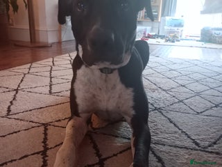 Mixed Breed dogs Adventurous Loving Female Bull Lurcher - Advert 1