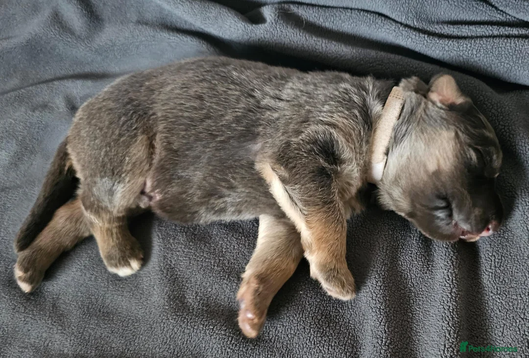 German Shepherd dogs for stud: Kc health tested solid isabella gsd in Bedford - Advert 25