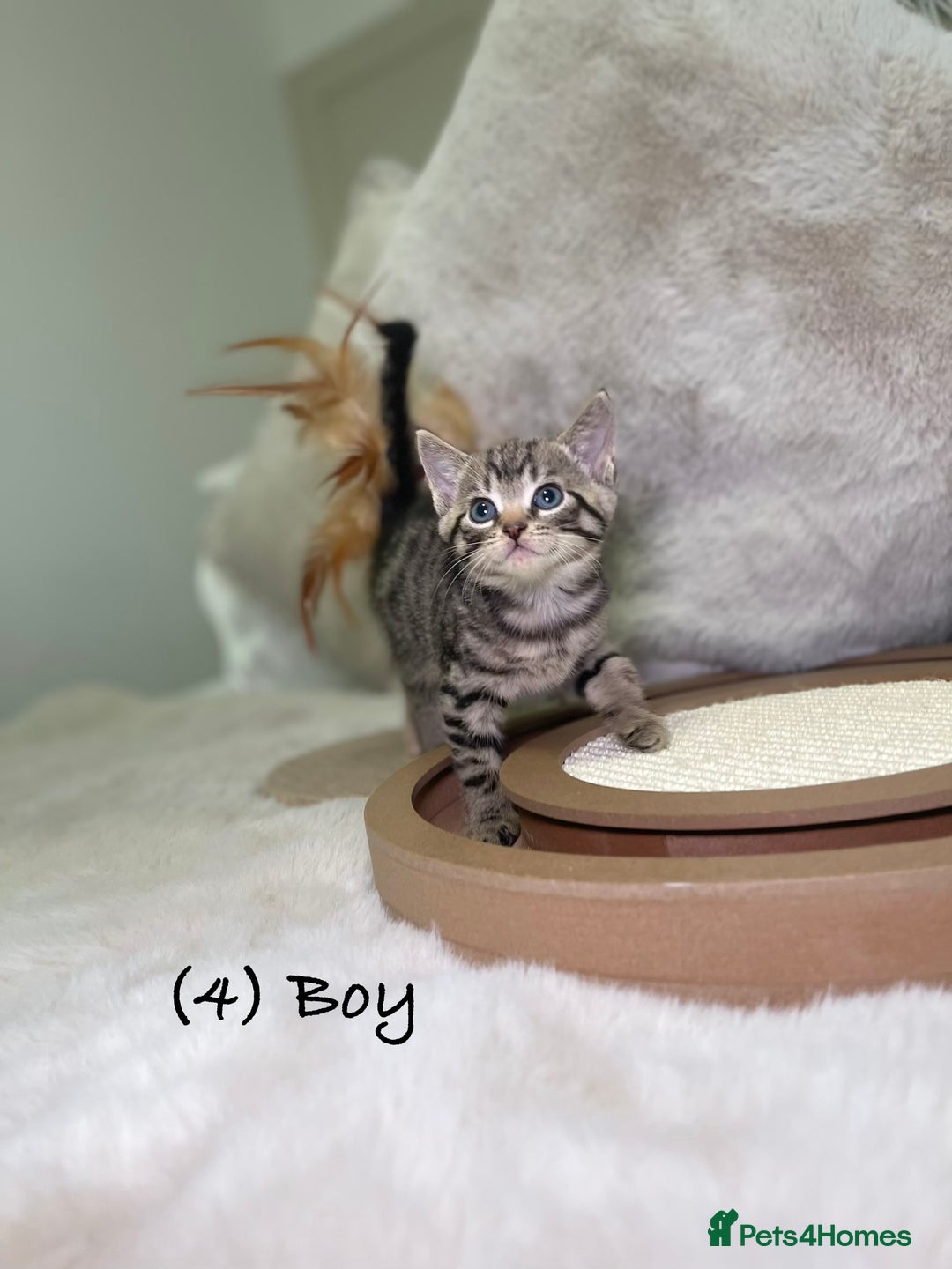 Mixed Breed cats for sale: Stunning kittens 8 weeks old ready now  - Advert 15