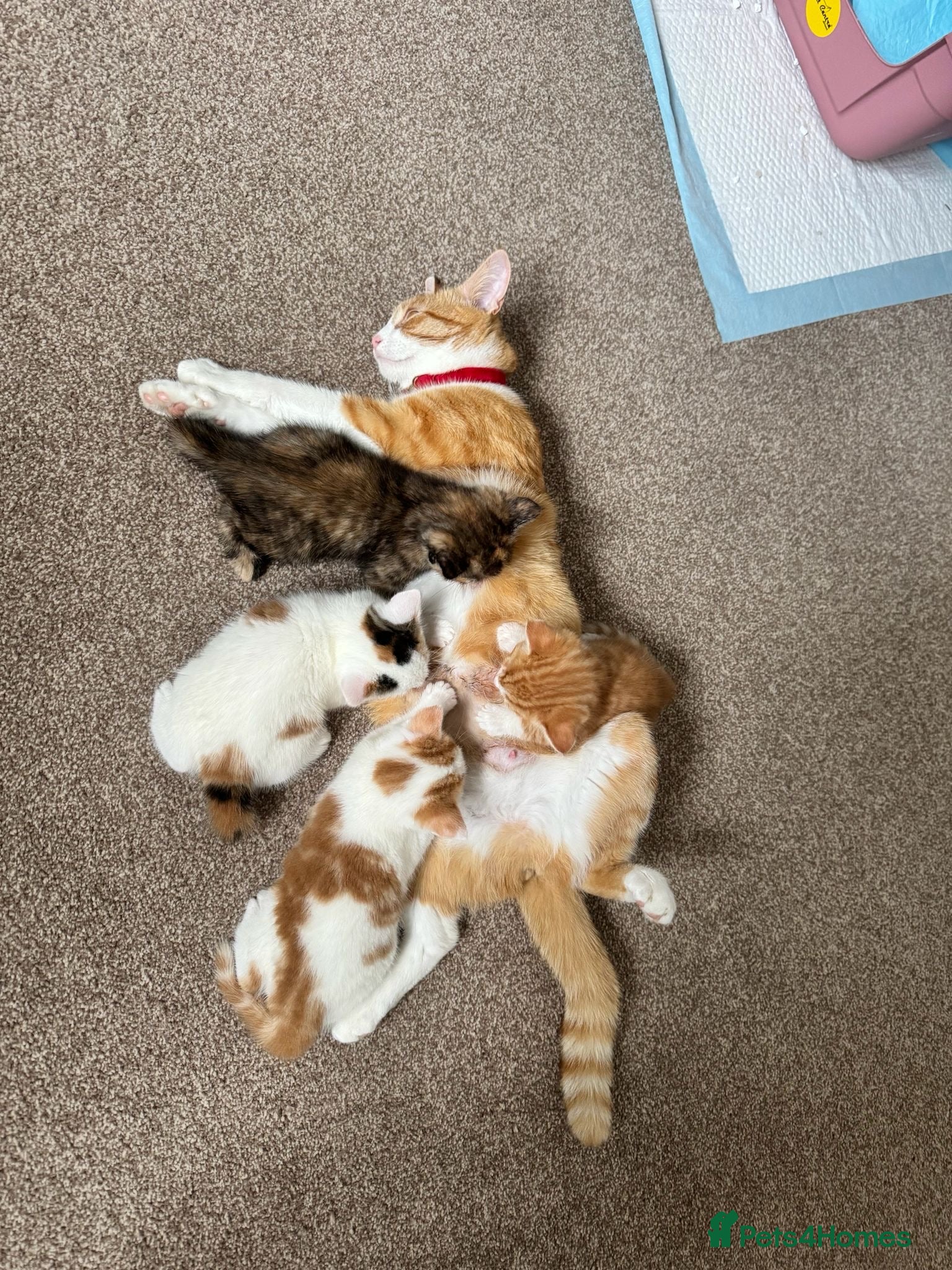 Mixed Breed cats Ginger and Tortoise shell Kittens - Advert 12