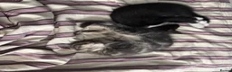 Mixed Breed cats for sale: Blakely  - Advert 6