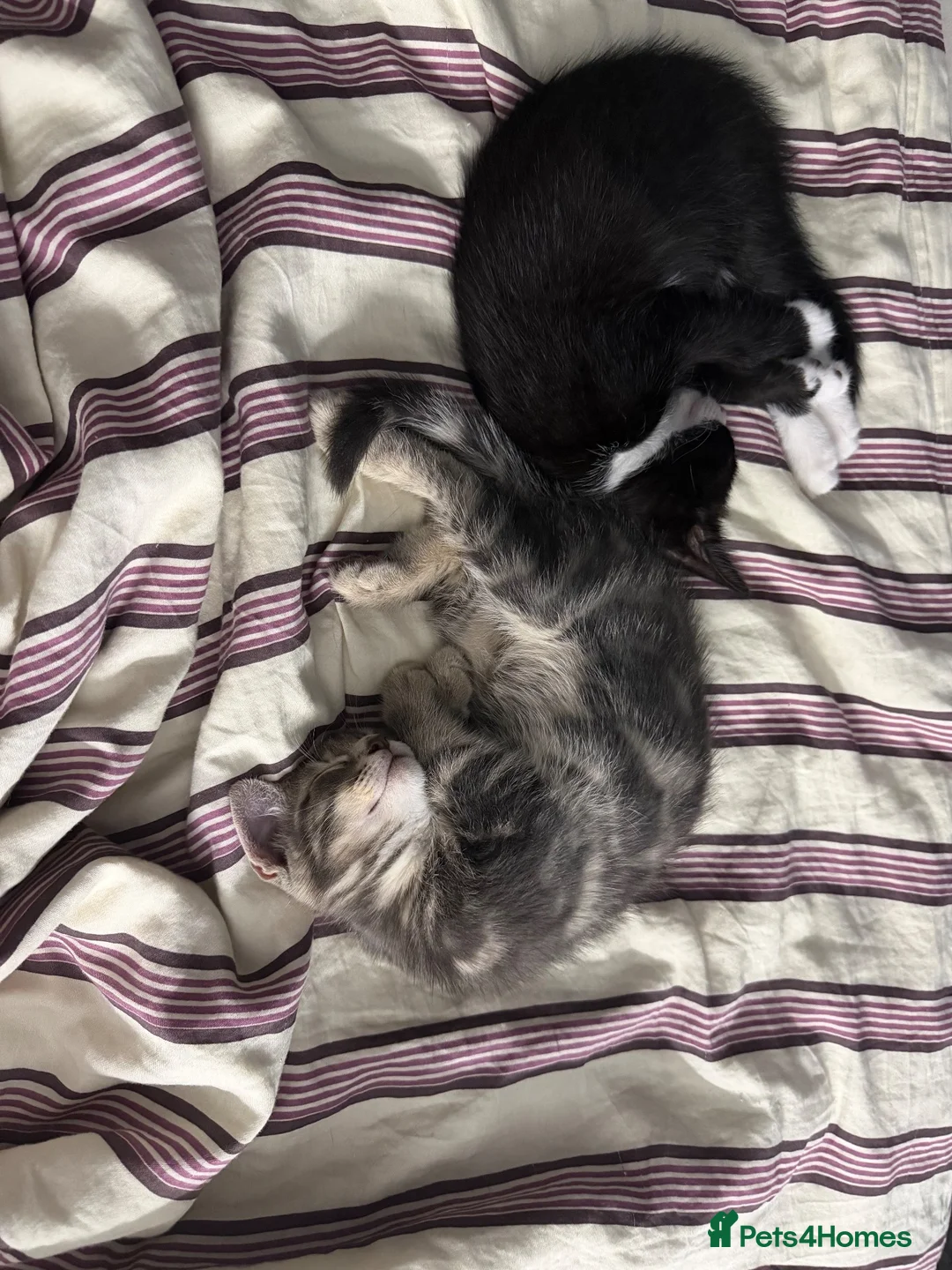 Mixed Breed cats for sale: Blakely  - Advert 6