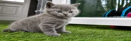 British Shorthair cats for sale: Pure breed British shorthair for sale in Denham - Advert 12