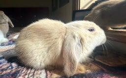 English Lop rabbits for sale: 4 Cute friendly lop bunnies - Image 9