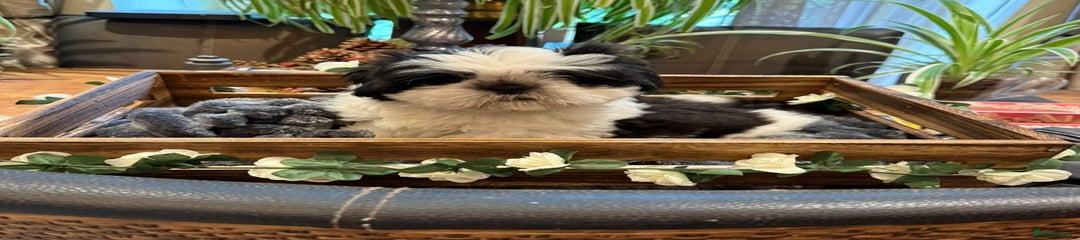 Shih Tzu Puppy Black and White