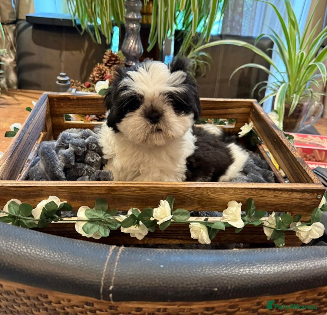 Shih Tzu dogs for sale: Pedigree Shitzu Puppies  - Image 2