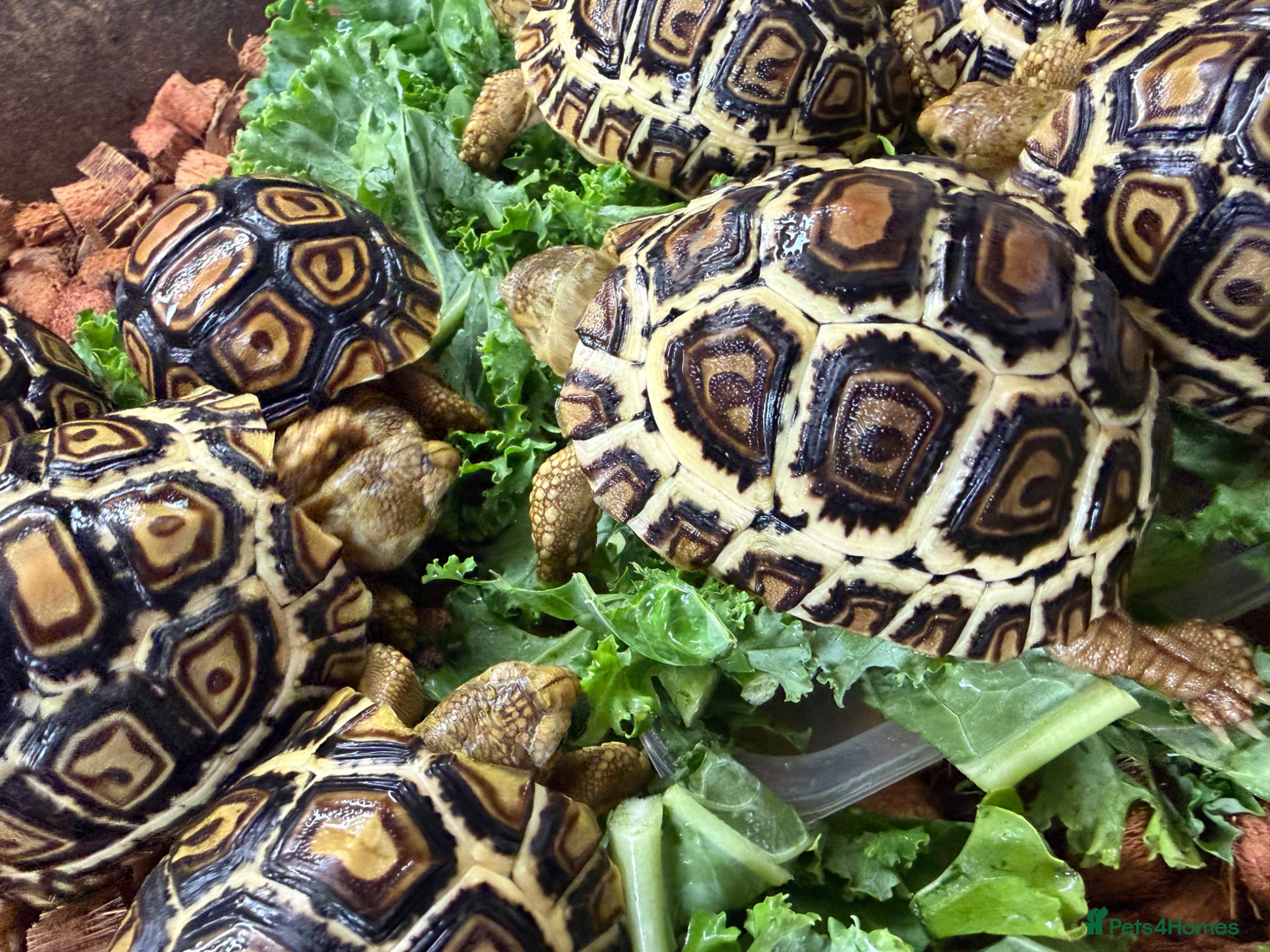 Tortoise reptiles for sale: Leopard Tortoses- Stunning RARE High White Babies - Advert 3