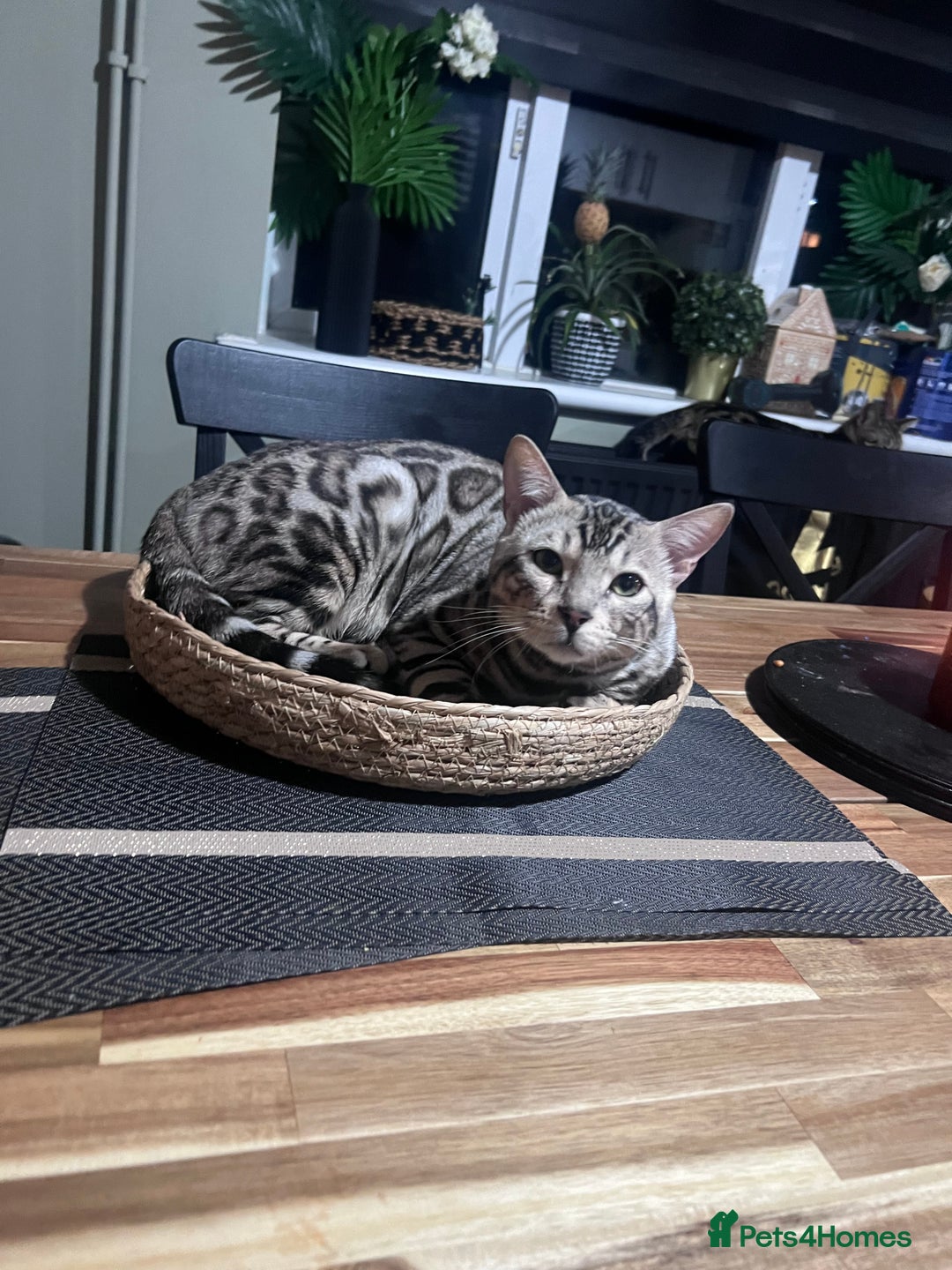 Bengal cats for sale: Beautiful Bengal kittens  - Advert 11