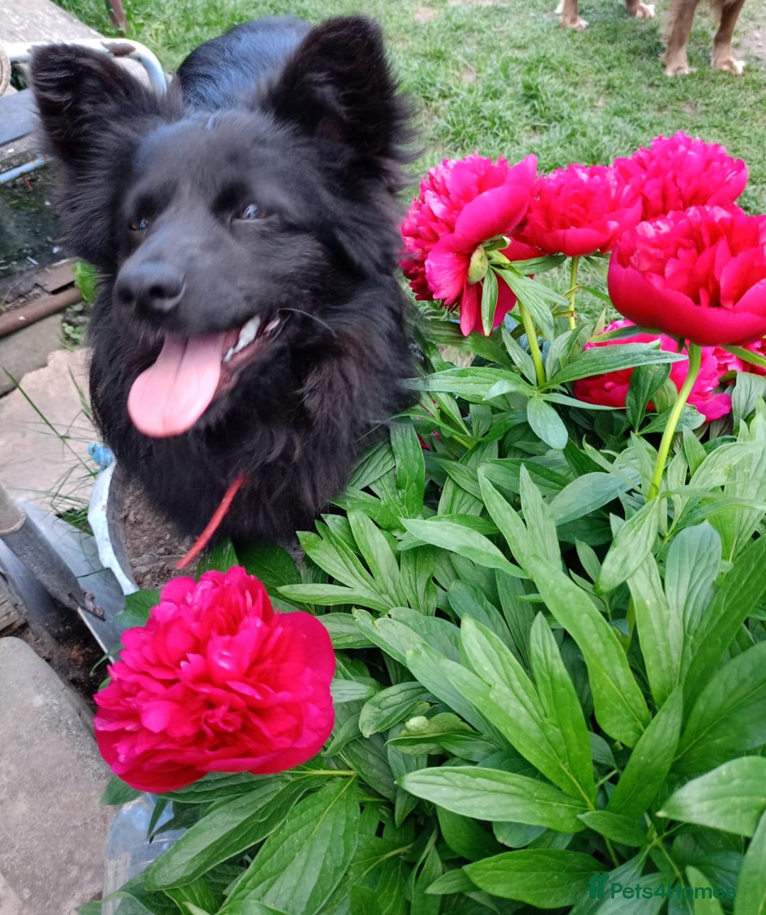 Mixed Breed dogs for adoption: 💖🐶 LILU JET 🐶💖 - Image 18
