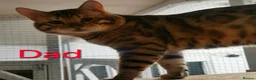 Bengal cats for sale: TICA registered full bengal kittens in Whitby - Advert 17