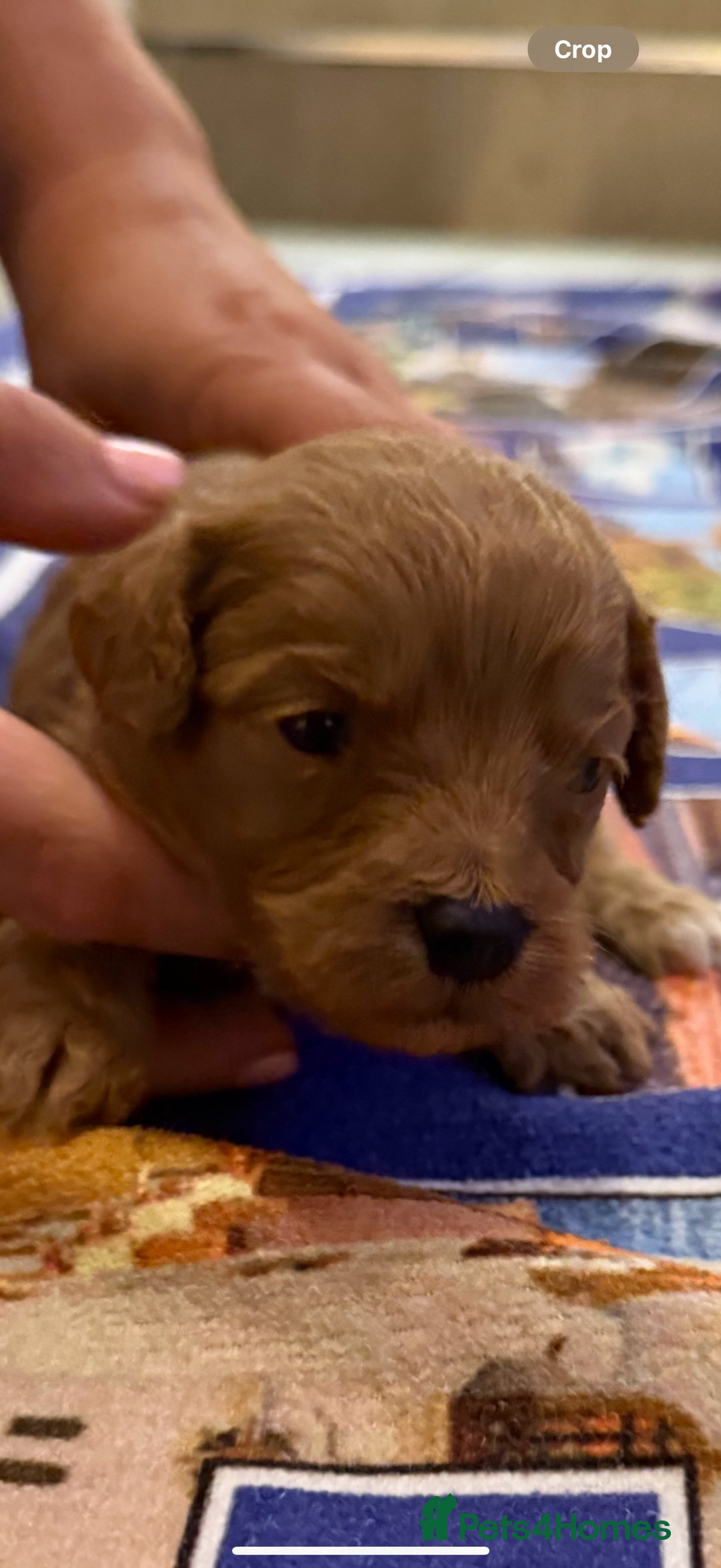 Mixed Breed dogs for sale: Cavachon Puppies for Sale  - Image 2