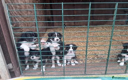 Border Collie dogs for sale: Beautiful working/Pet Collie pups - Image 2