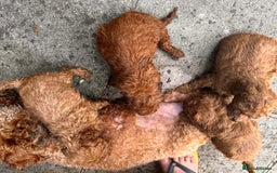 Toy Poodle dogs for sale:  High Quality KC Registered Red Toy Poodle Puppies - Image 4
