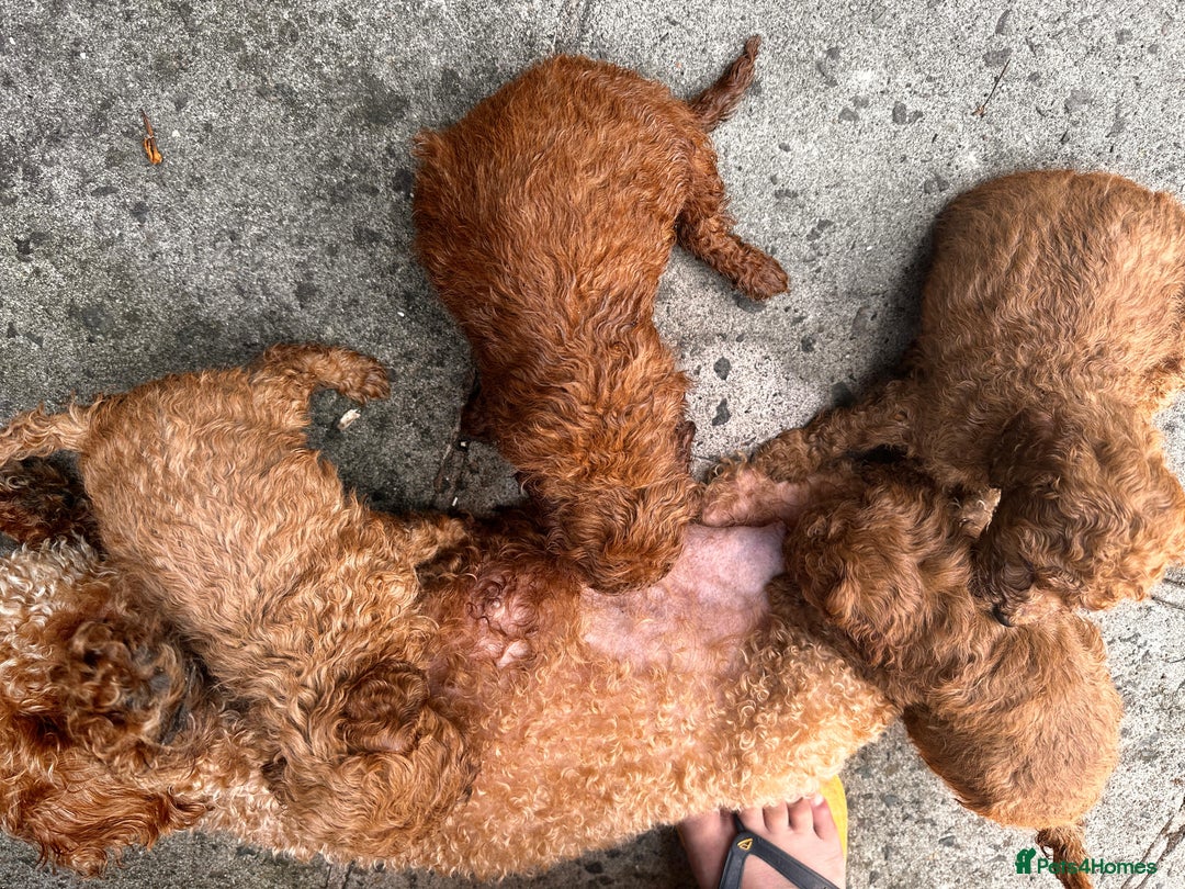 Toy Poodle dogs for sale:  High Quality KC Registered Red Toy Poodle Puppies - Image 4