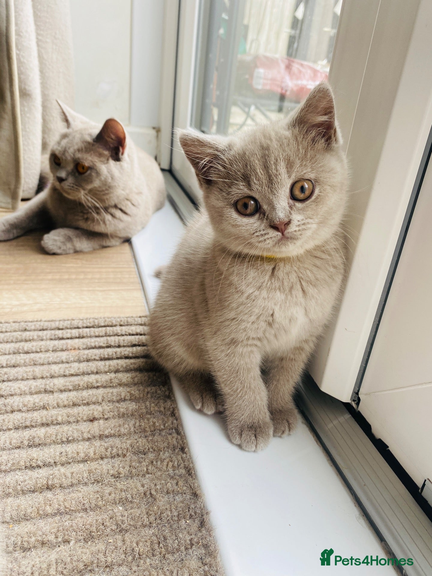 British Shorthair cats ✨Stunning Lilac  British Shorthair GCCF ✨ - Advert 2