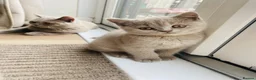 British Shorthair cats for sale: ✨Stunning Lilac  British Shorthair GCCF ✨ - Advert 2