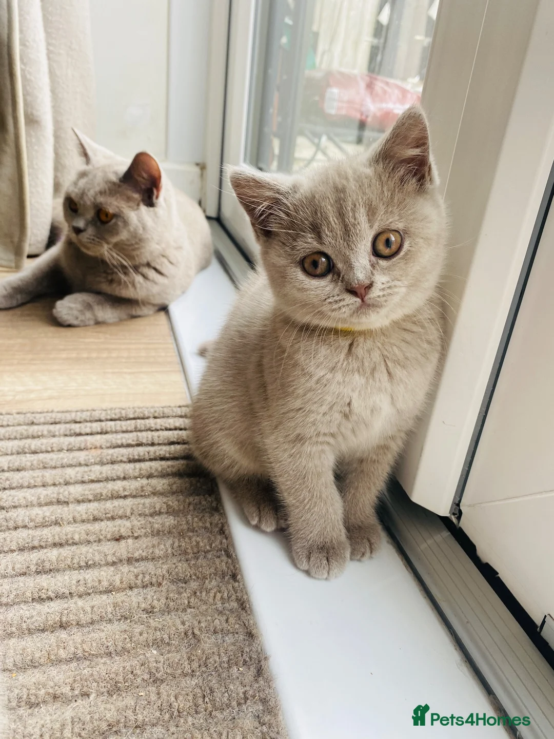 British Shorthair cats for sale: ✨Stunning Lilac  British Shorthair GCCF ✨ - Advert 2