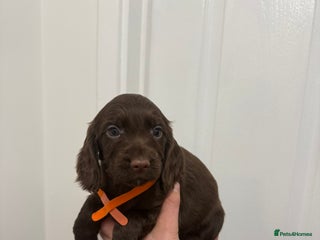 Cocker Spaniel dogs PEDIGREE COCKER SPANIEL PUPPIES - Advert 10