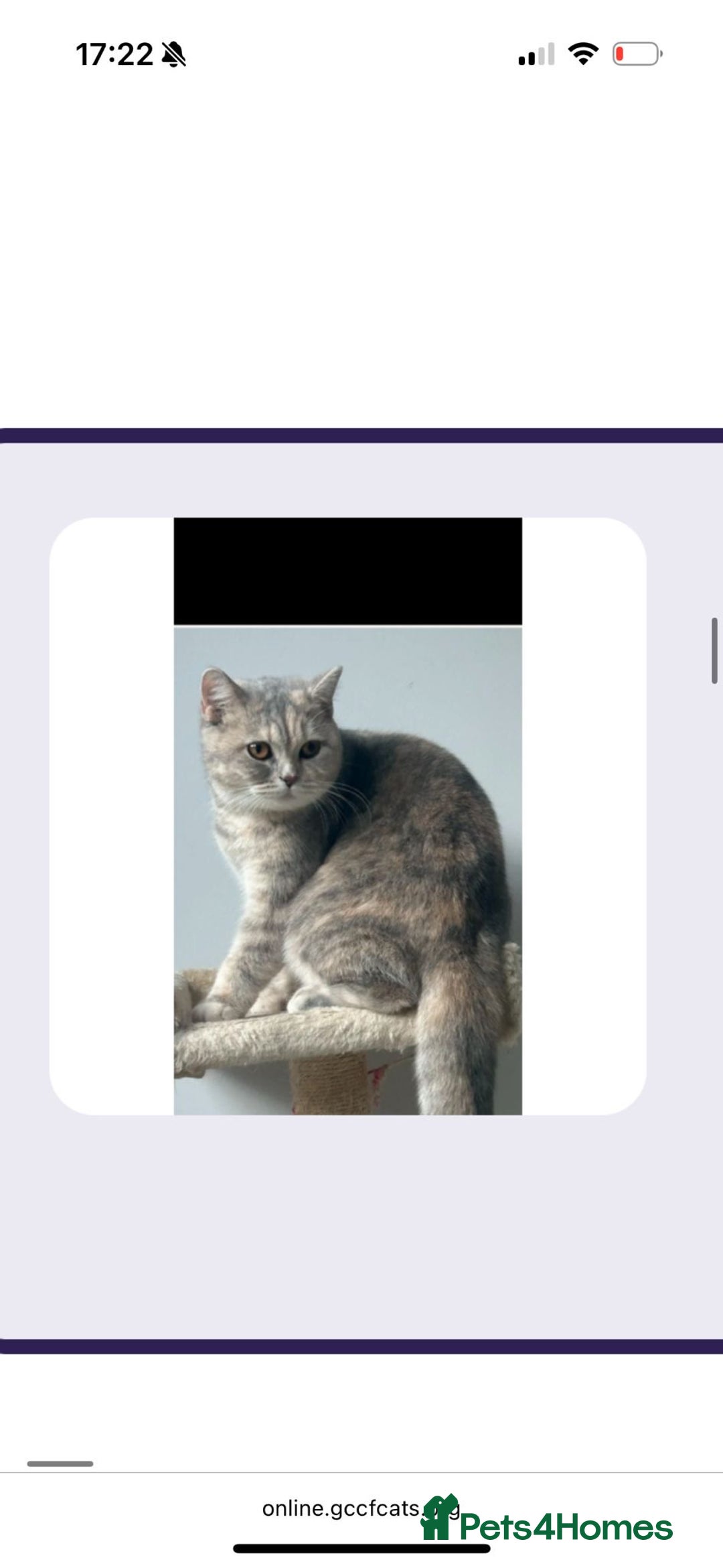 British Shorthair cats for sale: British short hair female  - Advert 4