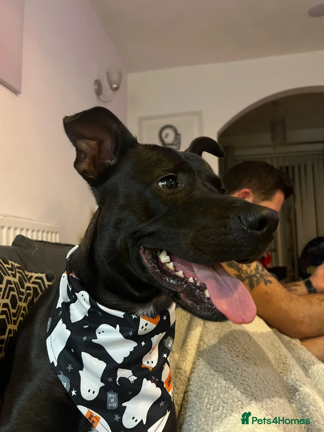 Mixed Breed dogs for sale: Dog for rehoming  in Widnes - Advert 2