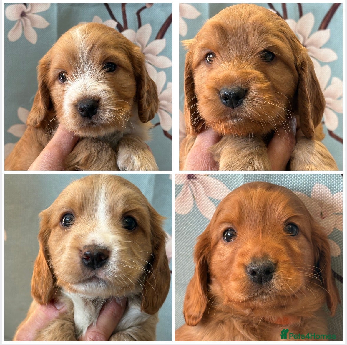 Cockapoo dogs Gorgeous Red and Golden Cockapoos  - Advert 1