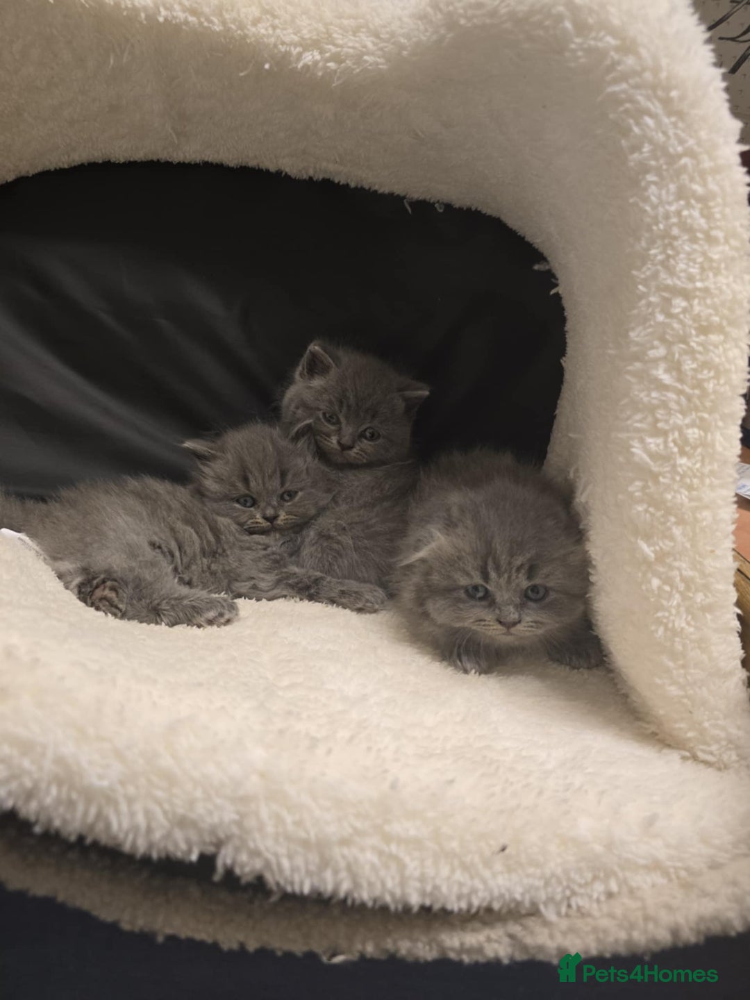 British Shorthair cats for sale: British shorthair  - Image 5