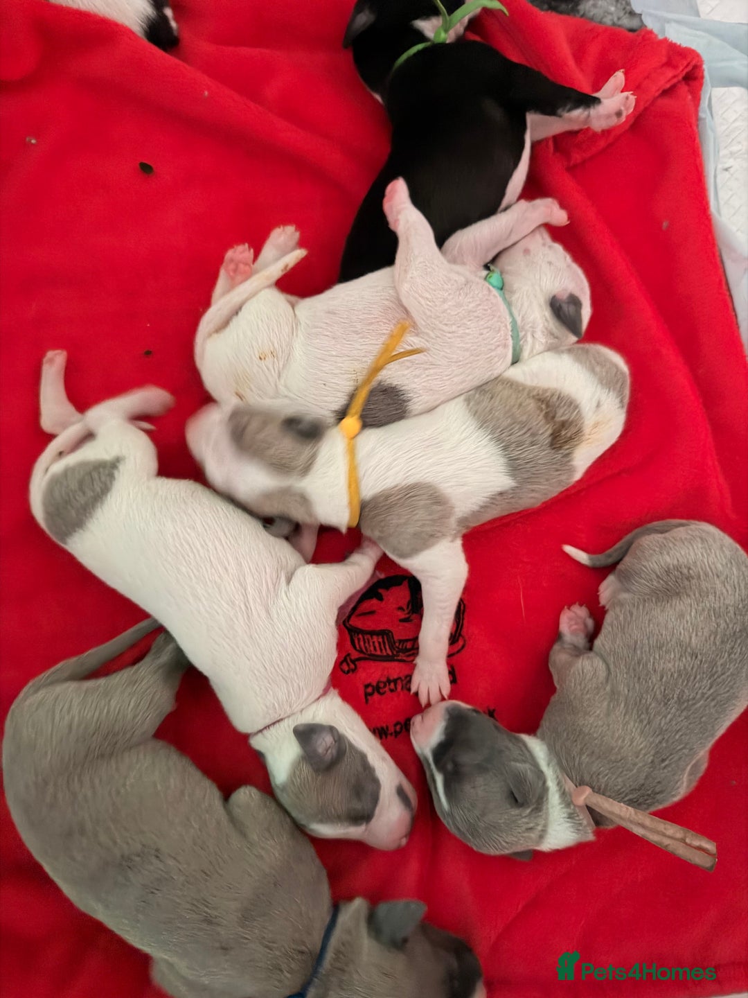 Whippet dogs for sale: Whippets  - Advert 18