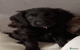 Cockapoo dogs for sale: 💫✨🐶🐾Gorgeous F1B Cockapoos🐾🐶✨💫 - Image 1