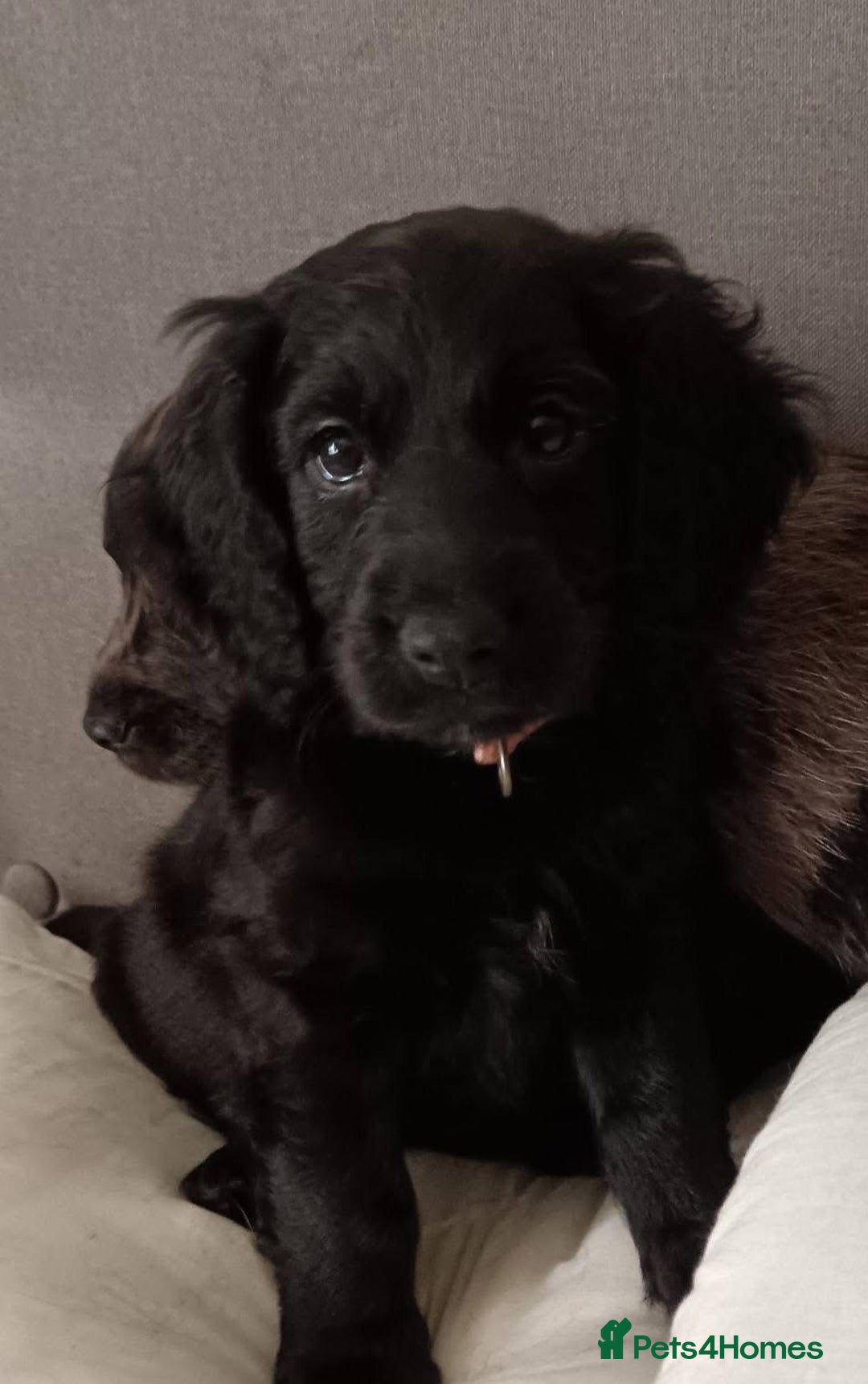 Cockapoo dogs for sale: 💫✨🐶🐾Gorgeous F1B Cockapoos🐾🐶✨💫 - Image 1