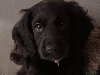 Cockapoo dogs - Advert 29