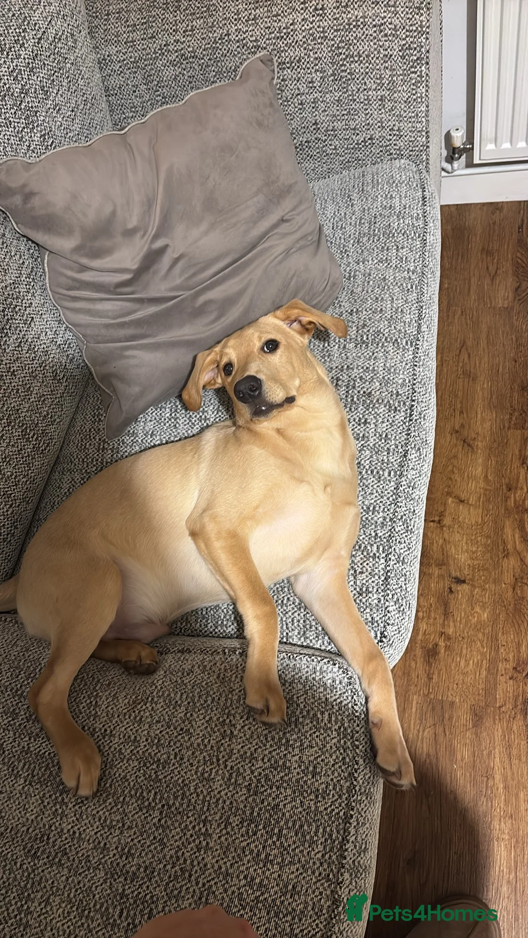 Labrador Retriever dogs for sale: 6 month old golden Labrador  in St. Ives - Advert 3