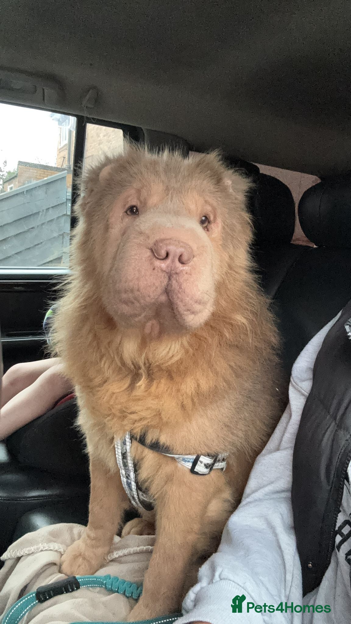 Shar Pei dogs Outstanding kc reg bear coat shar pei pup - Advert 3