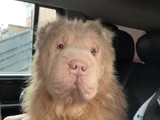 Shar Pei dogs Outstanding kc reg bear coat shar pei pup - Advert 3