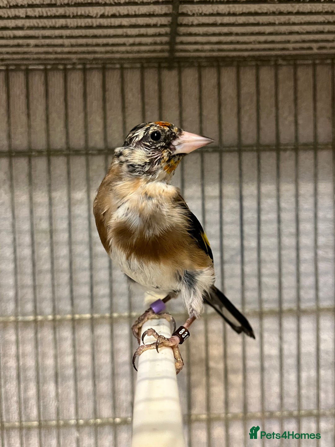 Finches birds for sale: Juvenile goldfinches ! Males and females bbc rung! - Image 8
