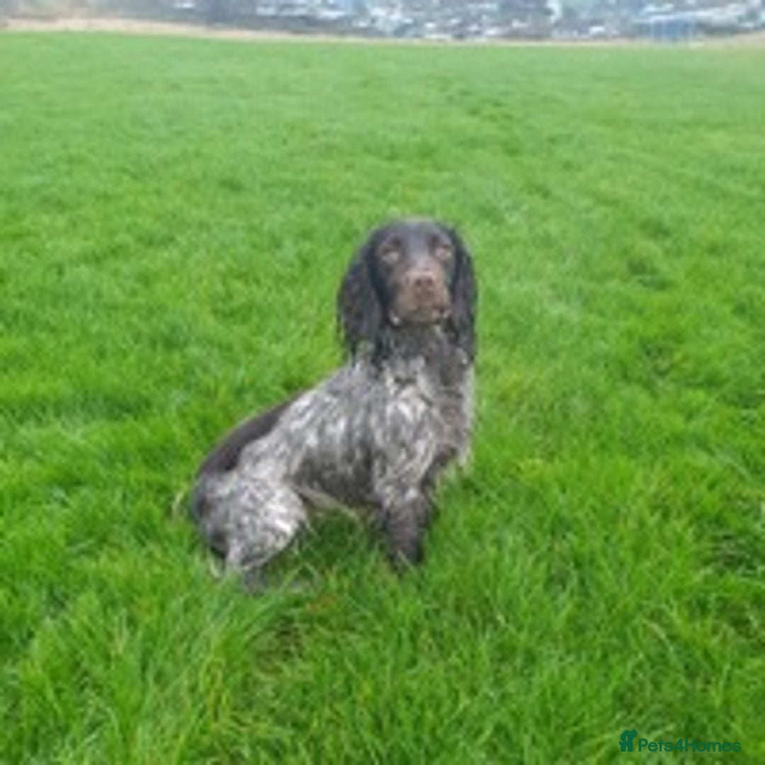Cocker Spaniel dogs for stud: 🔥KC COCKER SPANIEL STUD🔥 in Gateshead - Advert 3