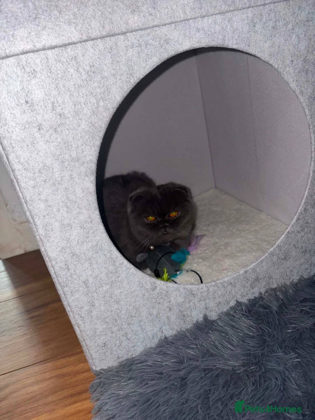 Scottish Fold cats for sale: Kiky for sale in Bradford - Advert 5