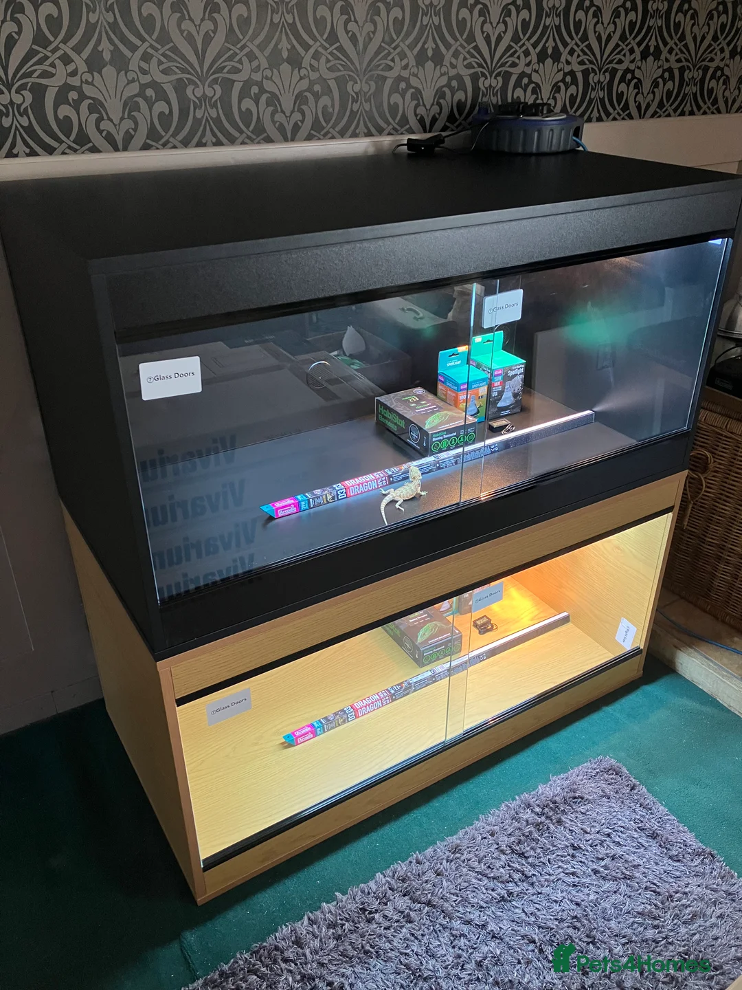 Bearded Dragon reptiles for sale: Bearded Dragon + New Vivarium Setup kit - Advert 2